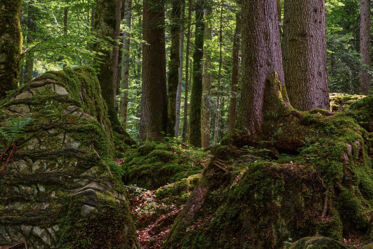 tranquil forest scene with moss covered rocks and tall tree trunks