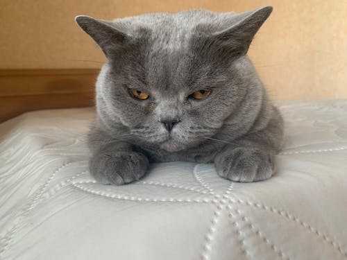 Free Close Up Photo of a Gray Cat Stock Photo