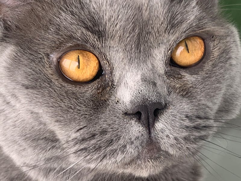Persona acariciando a su perro sobre un sillón moderno