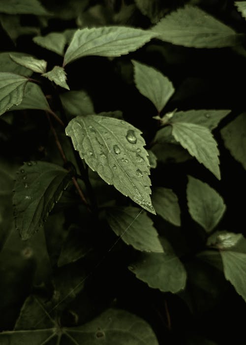 Foto profissional grátis de botânico, folhas verdes, fresco