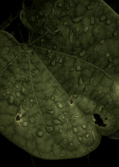 Gratuit Imagine de stoc gratuită din frunză, picătură de rouă, picături de ploaie Fotografie de stoc