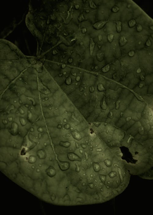 Fotos de stock gratuitas de gota de rocío, gotas de lluvia, gotitas de agua