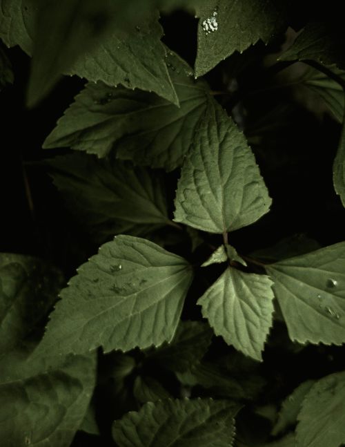 Free A detailed close-up of fresh green leaves with dewdrops, capturing nature's intricate details. Stock Photo