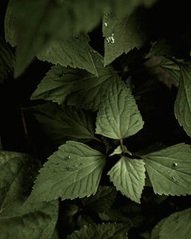 Vibrant green leaves with dew droplets captured in a soft, natural light from above.