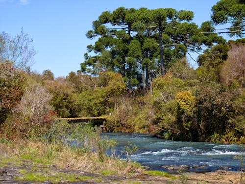 Foto d'estoc gratuïta de aigua del riu, arbre de pi, arbres