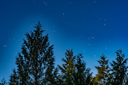 Fotos de stock gratuitas de arboles, cielo azul, estrellado