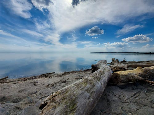 Free Wooden Logs on Seashore Under Blue Sky and White Clouds Stock Photo