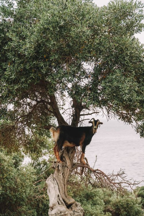 Free A goat perched on an olive tree by the seaside in Gökçeada, Türkiye. Stock Photo