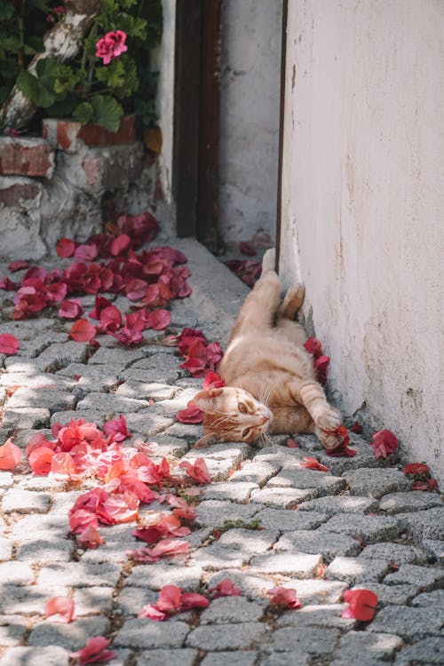 An Orange Tabby Cat Lying on a Concrete Floor