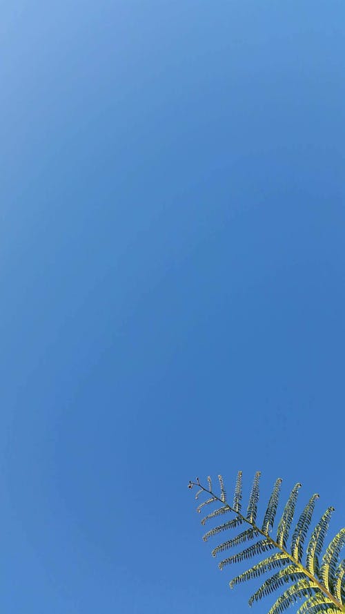 Foto stok gratis biru, daun pakis, langit