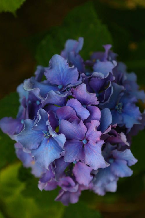 Бесплатное стоковое фото с ботанический сад, красивый цветок, синий цветок