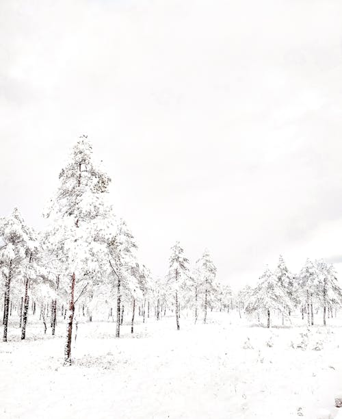 Free A Snow Covered Trees Under the White Clouds Stock Photo