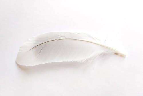 Free White Feather on White Surface Stock Photo