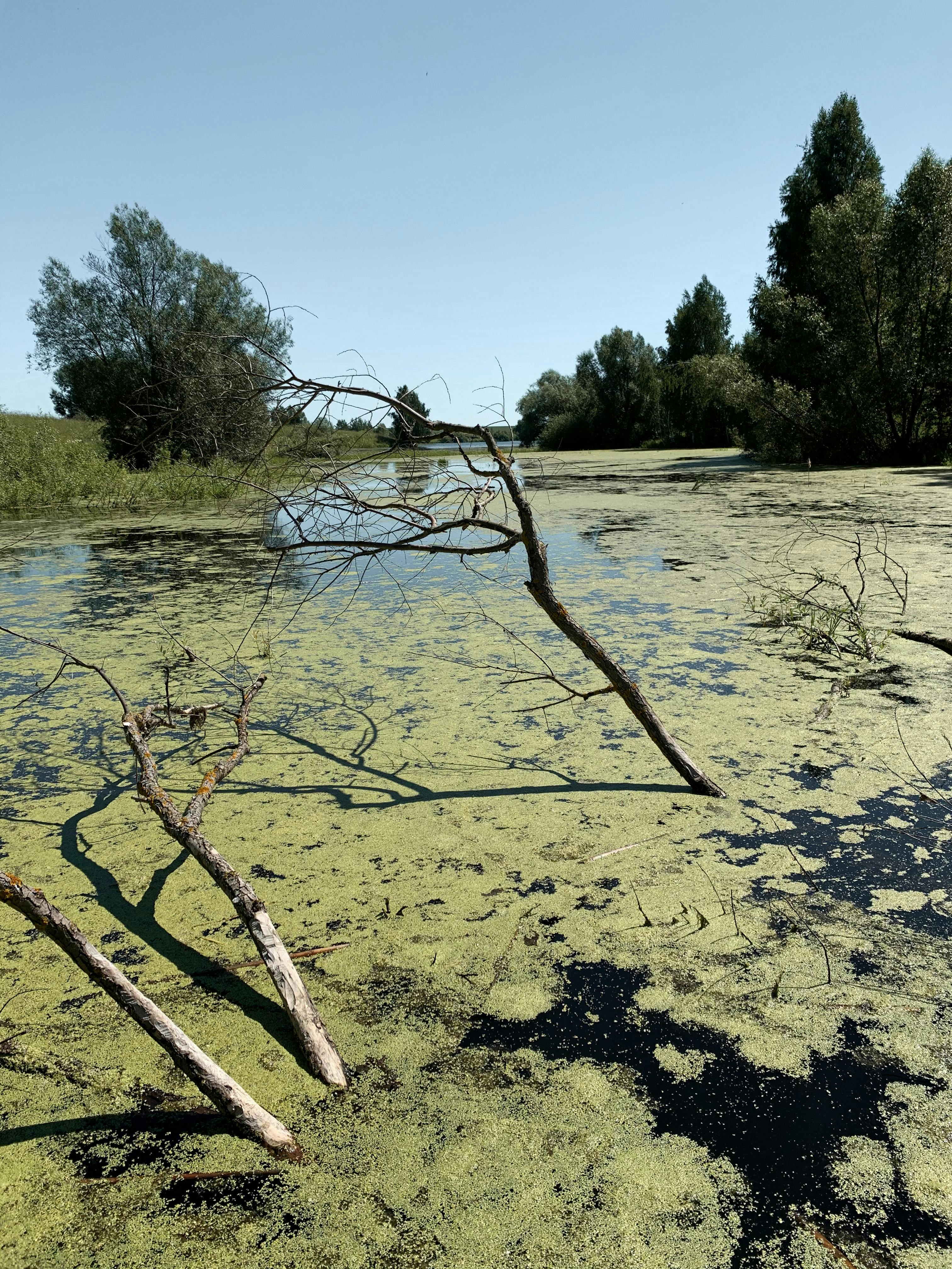 Algae Floating on Water Surface · Free Stock Photo
