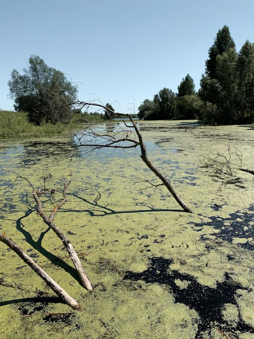 Free Algae Floating on Water Surface Stock Photo