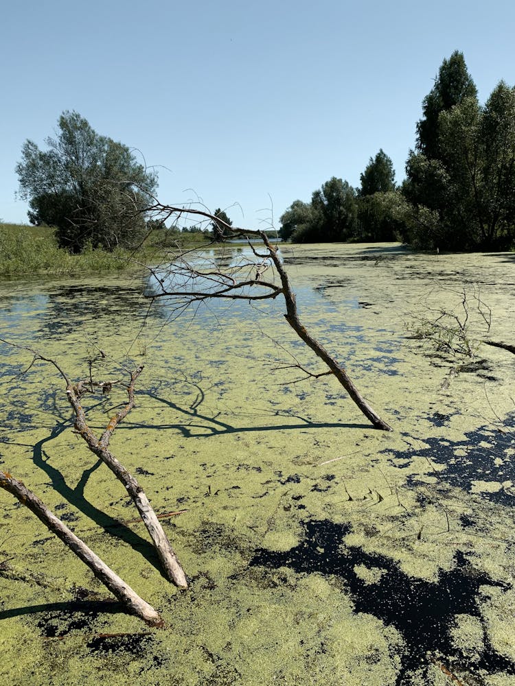 Algae Floating On Water Surface