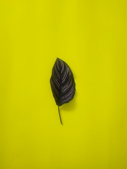 Leaf on Yellow Surface