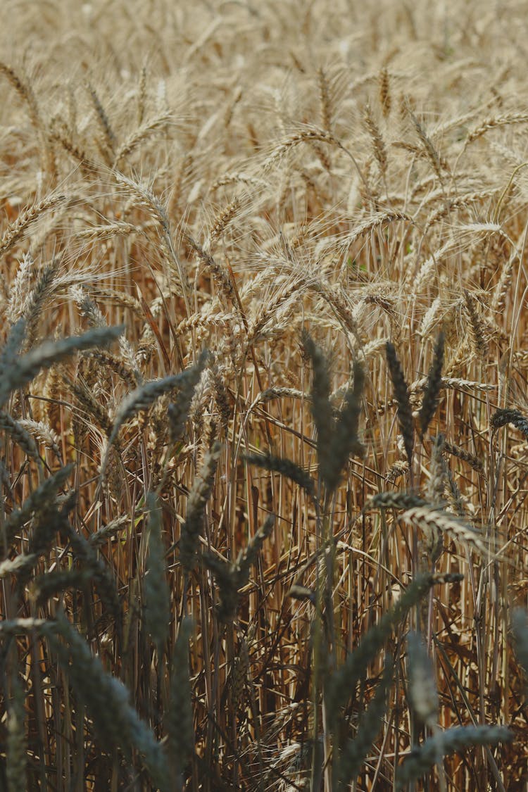 Field Of Cereal In Countryside