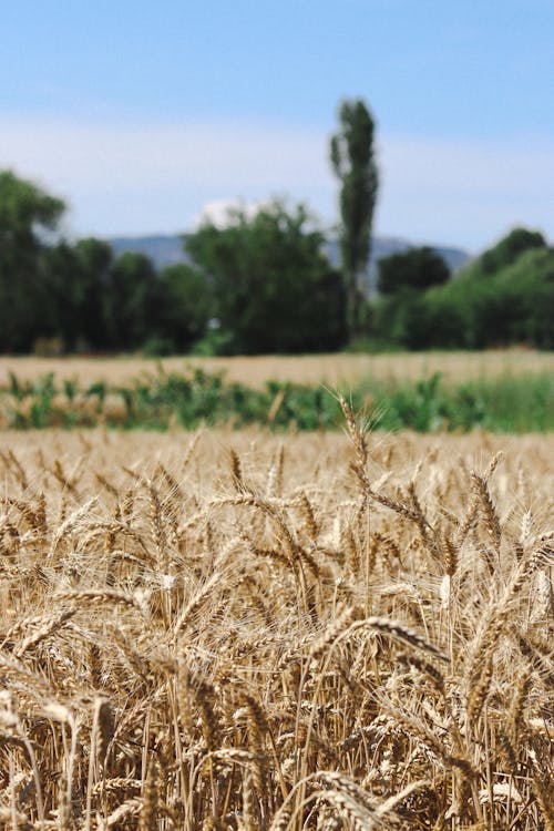 Scenic view of agricultural field with tall dry wheat spikelets with fills and green trees and bushes on background