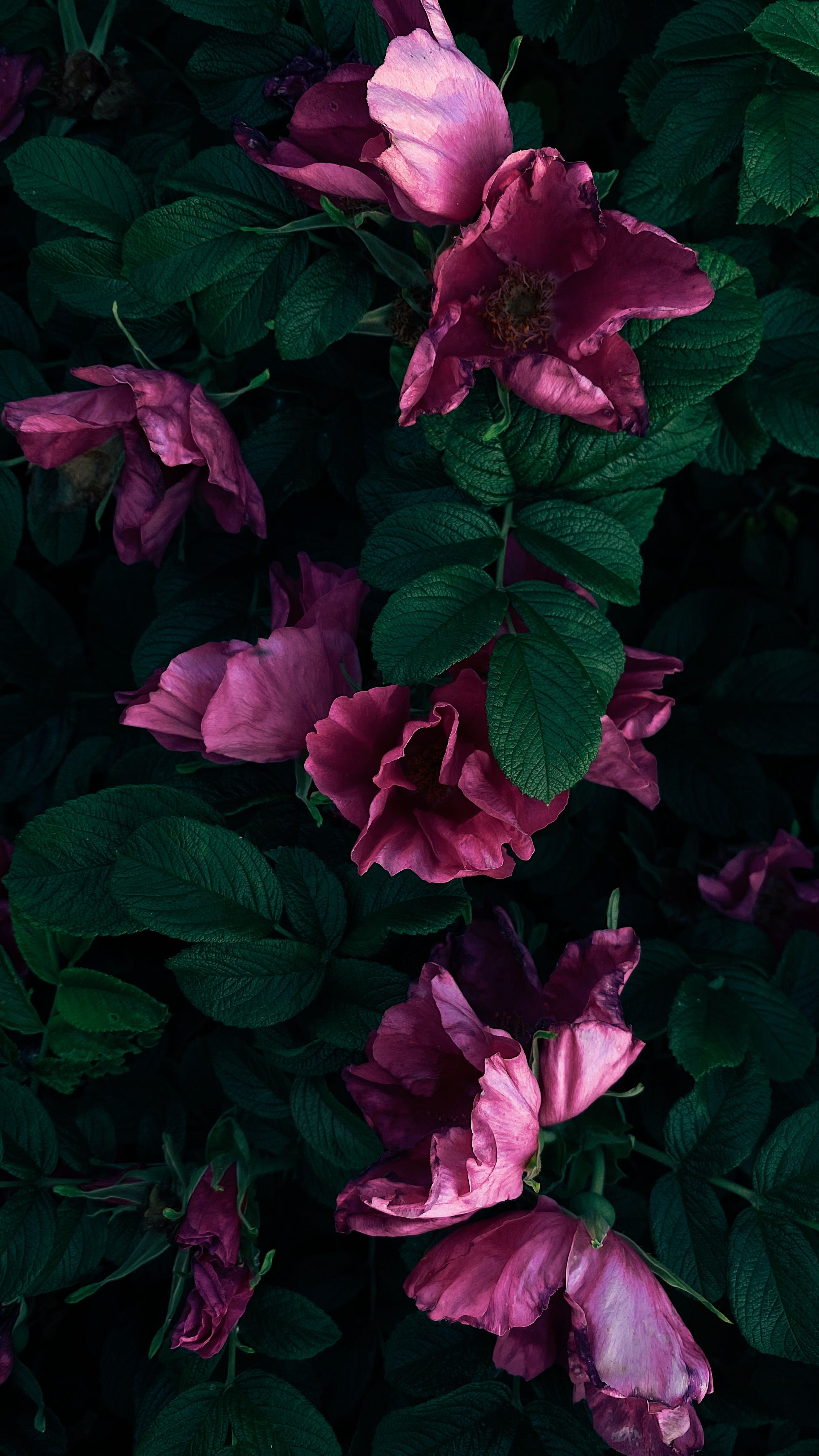 blooming flowers with gentle petals