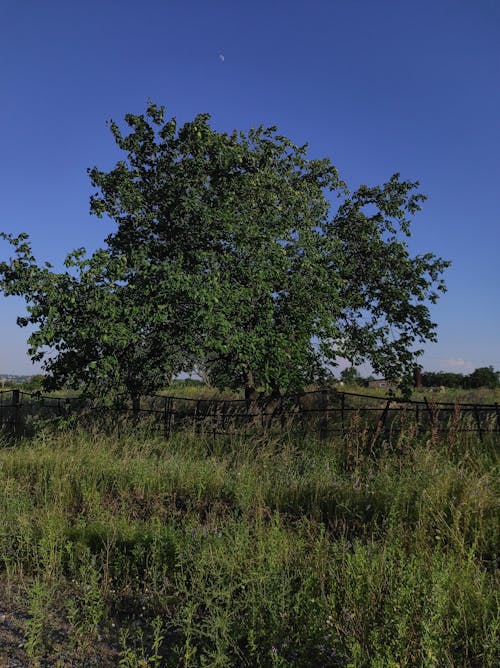 Základová fotografie zdarma na téma hřiště, strom, tráva