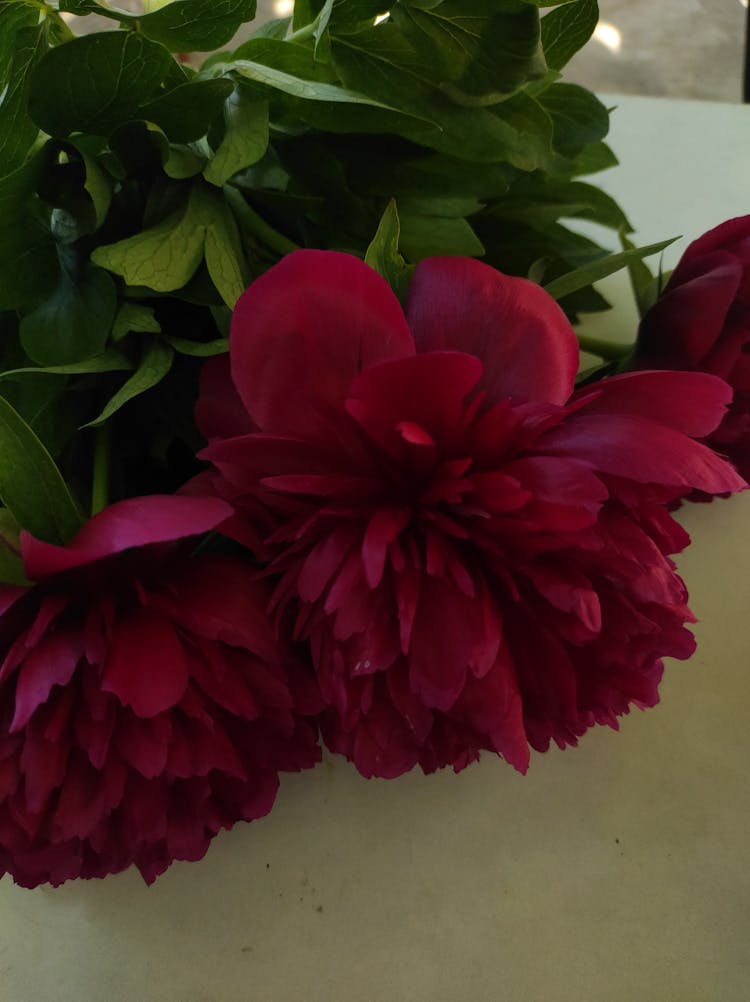 Close-up Of Peonies On Table