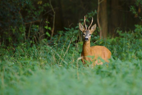 Brown Deer on Green Grass Field