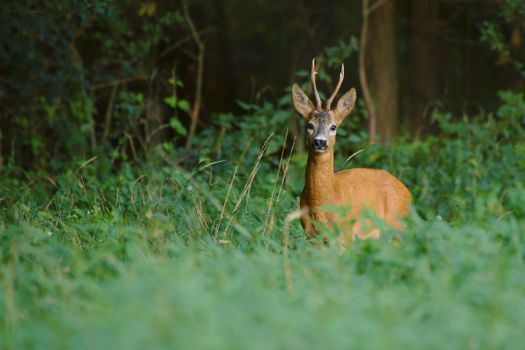 Brown Deer on Green Grass Field
