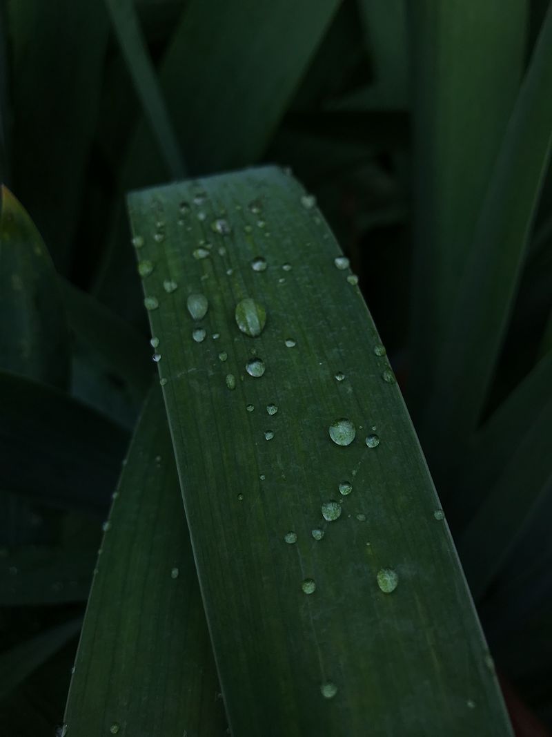 Dew drops resting on a centella leaf