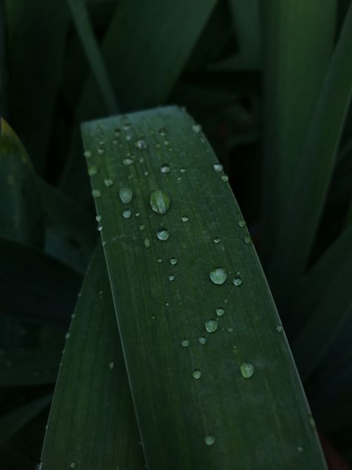 Free Close-up view of fresh dewdrops on a dark green leaf, capturing nature's beauty. Stock Photo