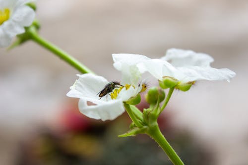 Immagine gratuita di fiori bianchi, fiori che sbocciano, fotografia naturalistica