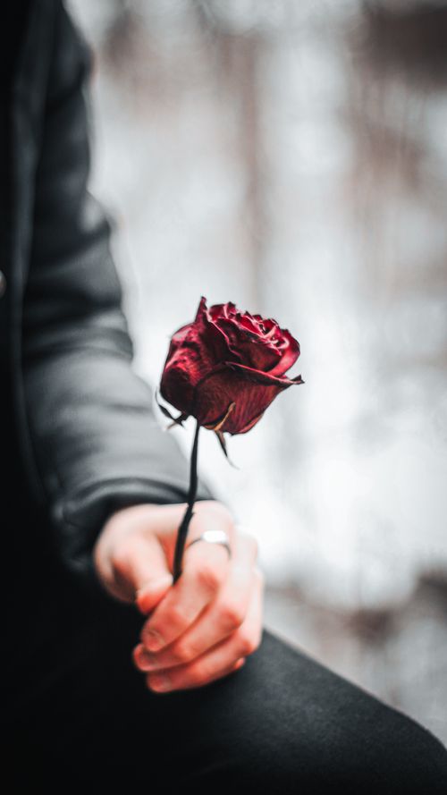 Free Delicate close-up of a hand holding a vibrant red rose, emphasizing romance and elegance. Stock Photo
