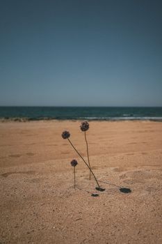 Beautiful flowers against a sandy beach and blue sky, with subtle ocean waves in the background.