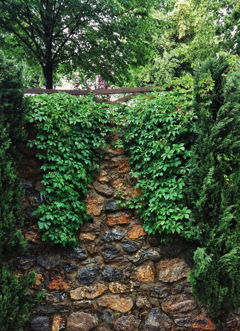 Stacked stone wall with green plants growing through
