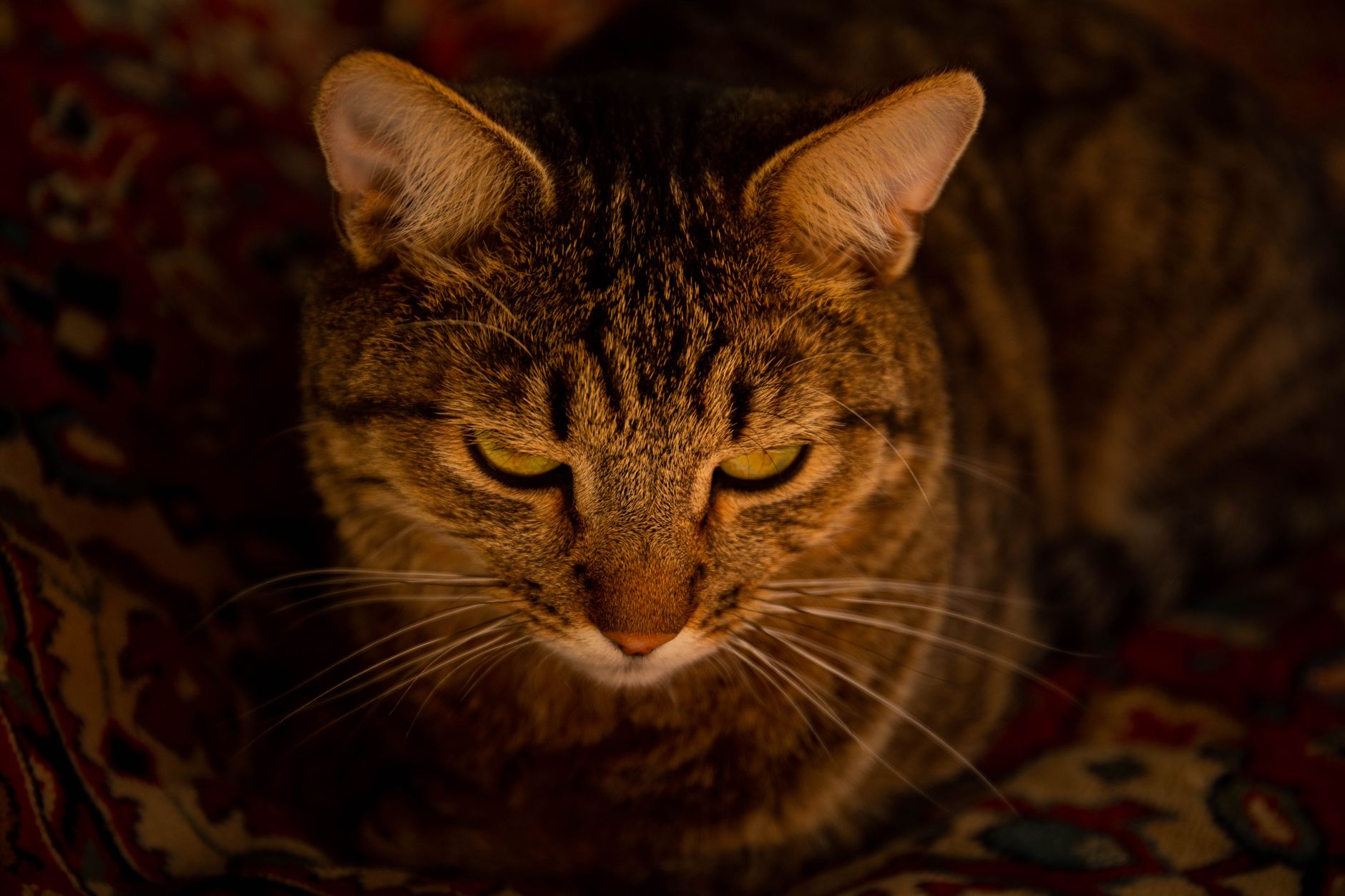 Veterinary care for a cat