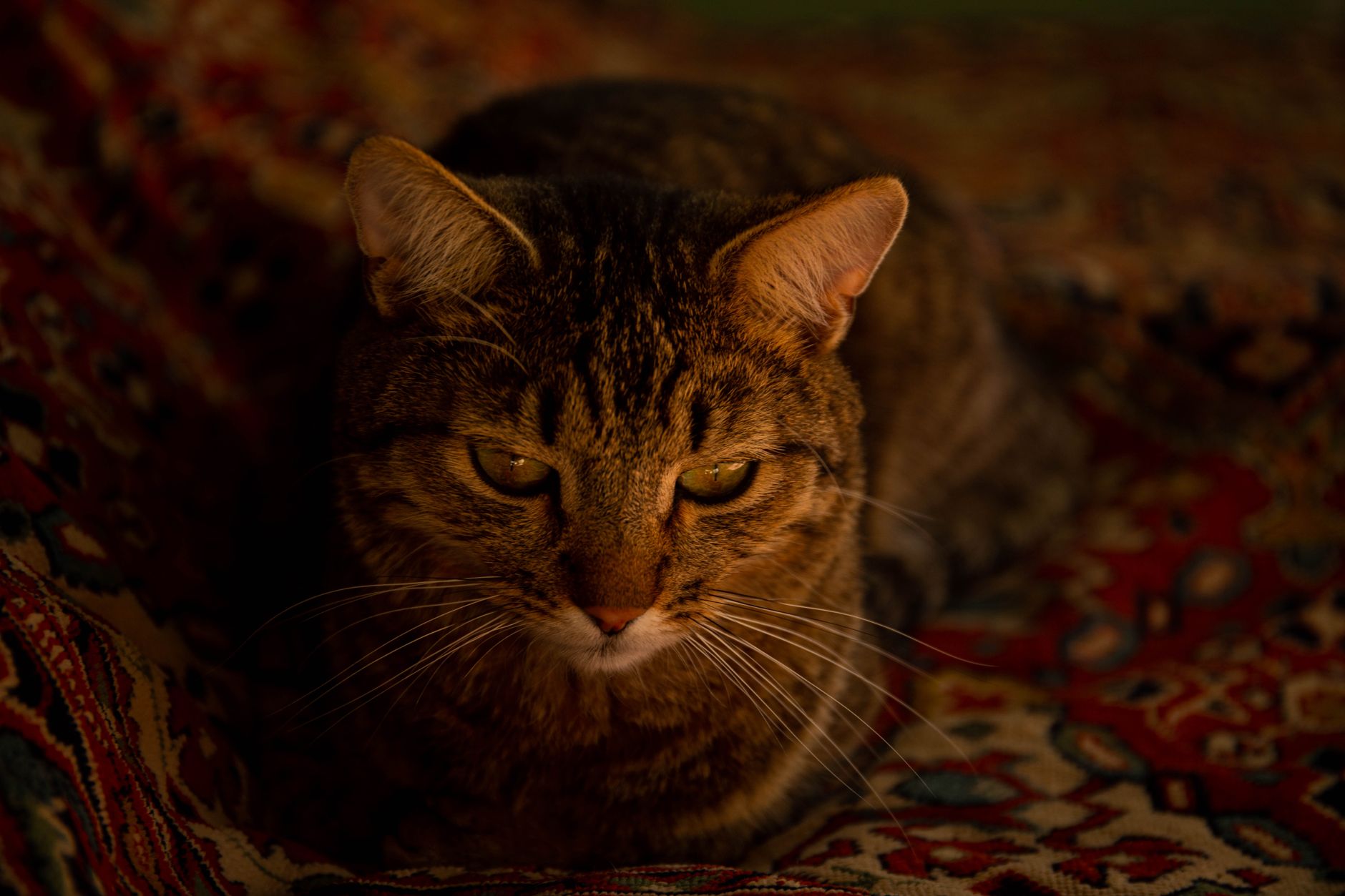 Veterinary care for a pet