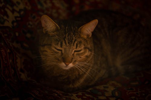 Free Close-Up Shot of a Brown Tabby Cat Stock Photo