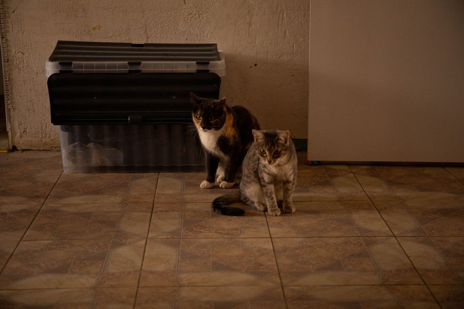 L'espace jeu — Pension pour chats à Bersée