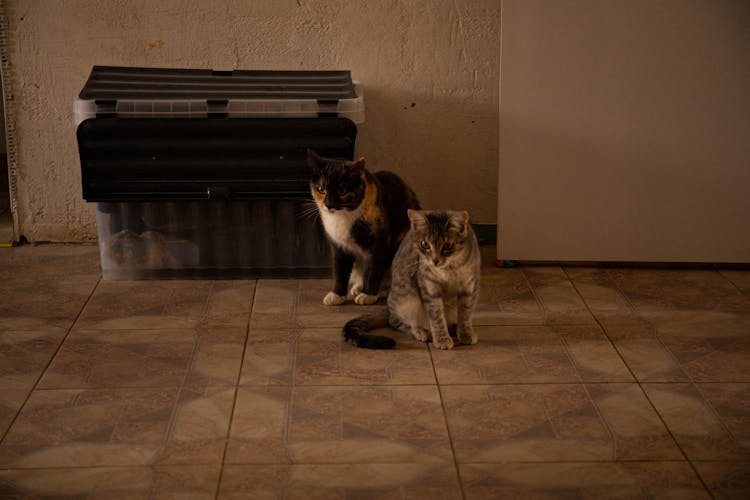 Cats Sitting On Floor In House