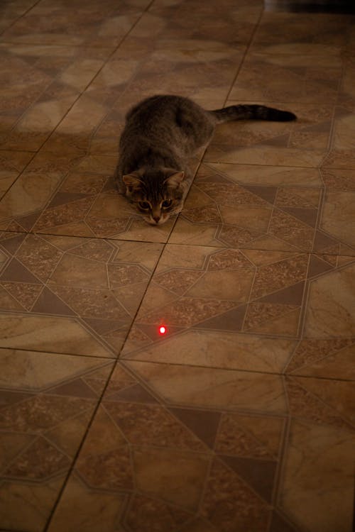 Brown Tabby Cat Lying on Brown Floor Tiles while Looking at the Small Red Light 