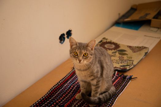 Meet Félicette the Space Cat