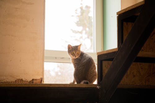 Foto d'estoc gratuïta de animal, assegut, escales de fusta