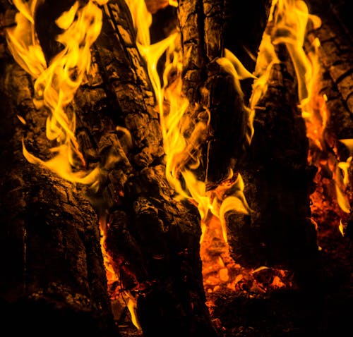 Close-up of Wood Burning in a Campfire 