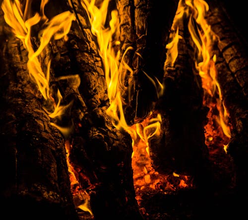 Free Close-Up Shot of Burning Woods Stock Photo