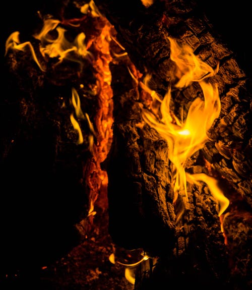 Gratis arkivbilde med brann, brennende ild, brennende tre