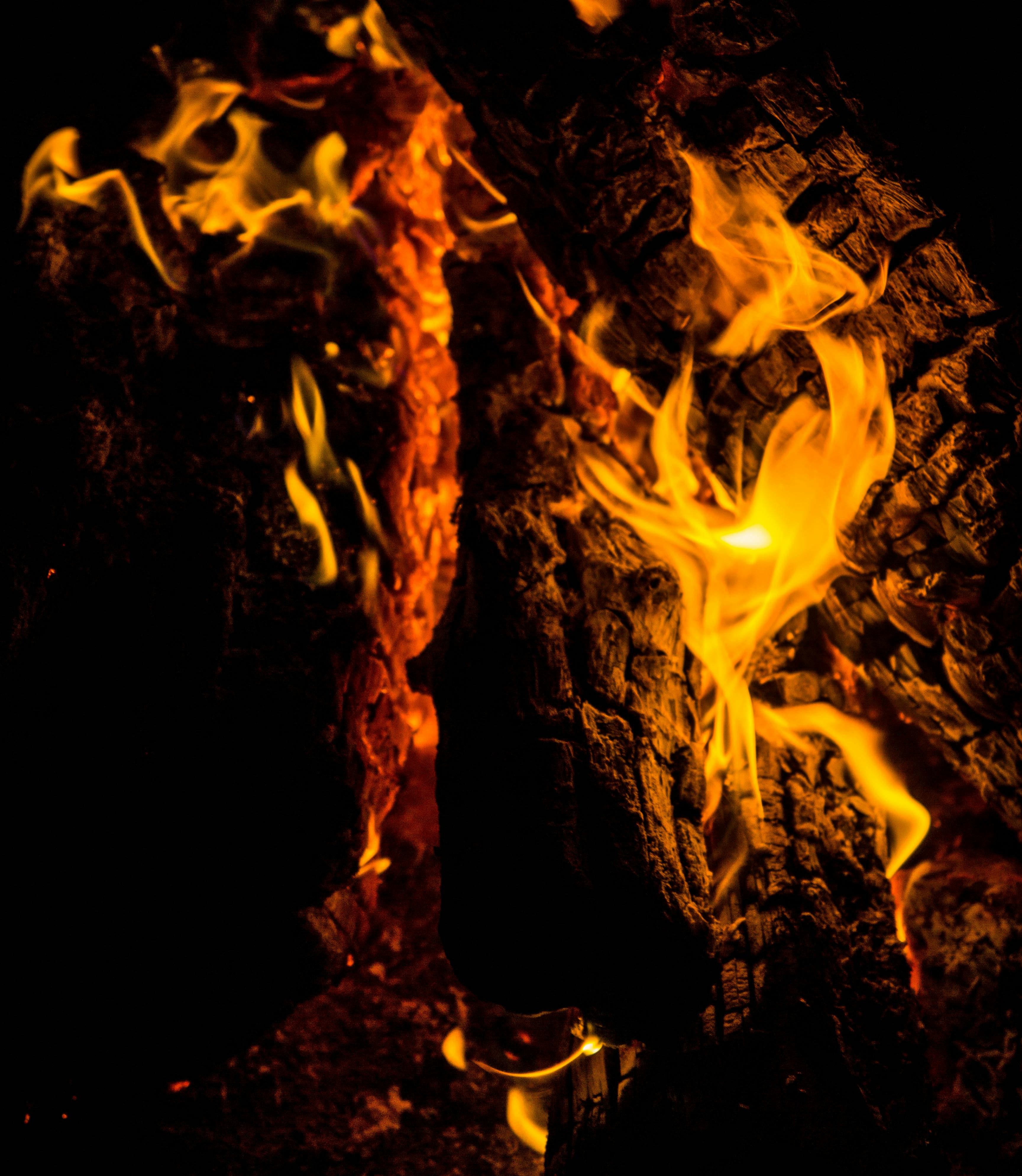 Blazing Fire in the Forest · Free Stock Photo