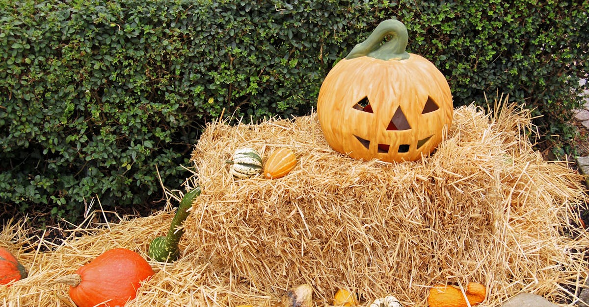 How to prevent squash bugs before planting