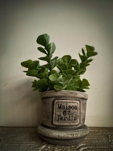 Mobile Dog Grooming Service