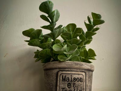 Mobile Dog Grooming Service