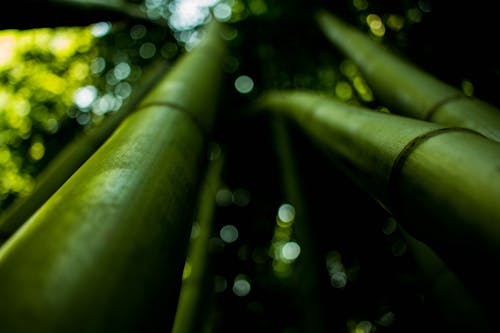 Bamboo Stems Macro Photography